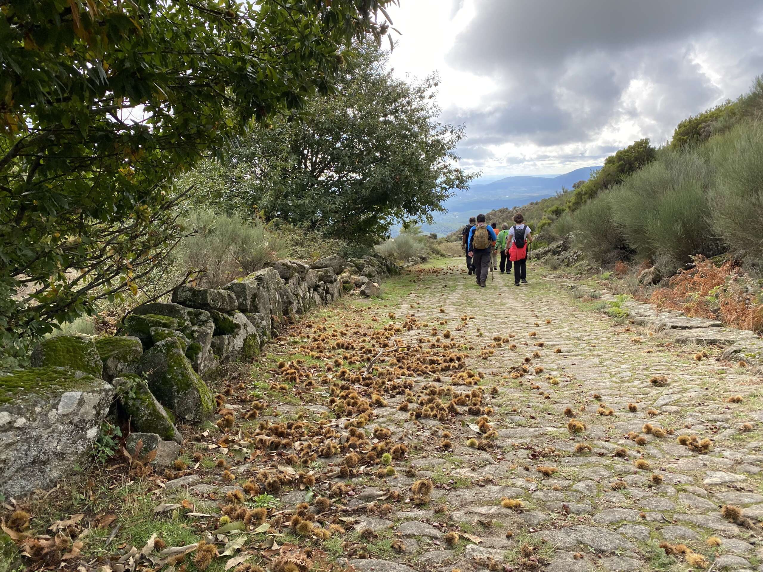 Fotografía que presenta un momento de la actividad, del programa Camina Extremadura, celebrada el 30 de octubre en Sierra de Gata. Aparece una calzada con empedrado antiguo, en el medio natural, sobre la que un grupo de senderistas van caminando