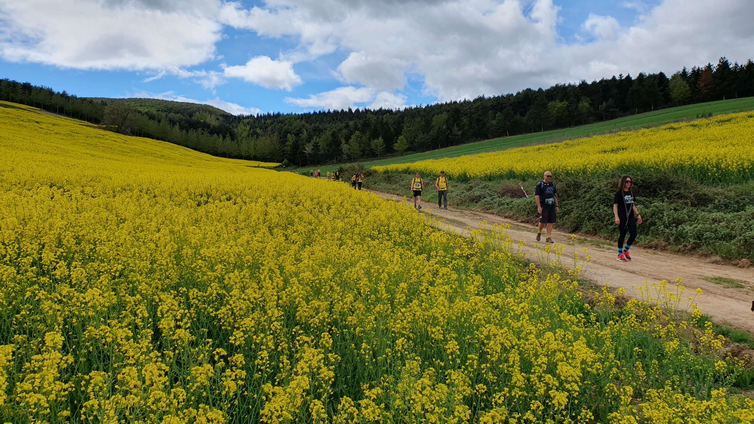 Fotografía en color que presenta a una grupo de senderistas caminando por una pista entre campos; al fondo, bosque sobre unas someras colinas